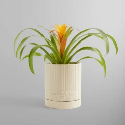 Kith For New York Botanical Garden Planter