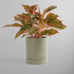 Kith For New York Botanical Garden Planter